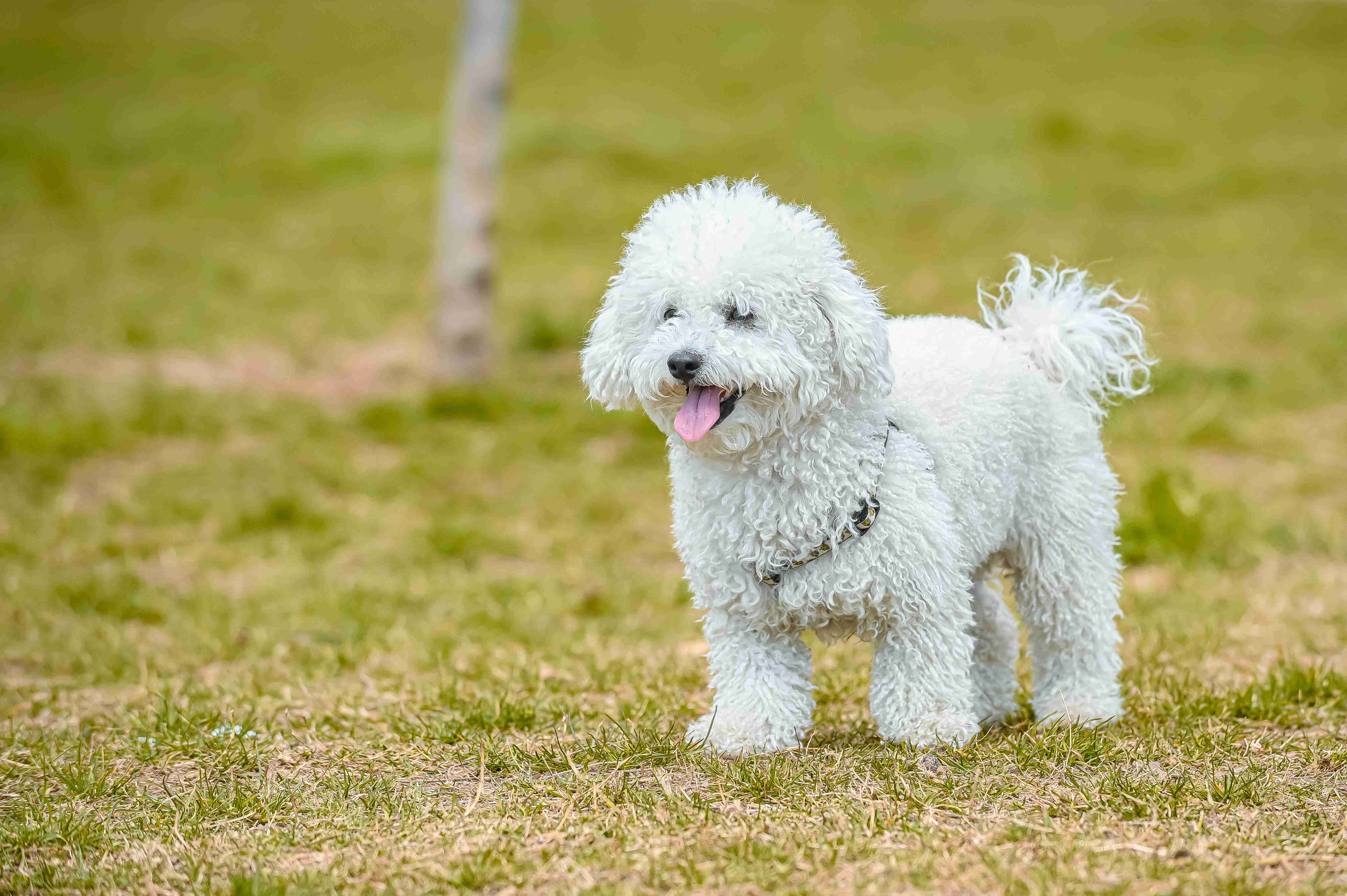 How can you prevent your Poodle puppy from becoming overly dependent on you?